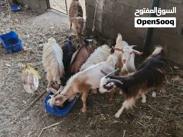 أغنام عمانية للبيع ، ذبايح ممتازة للعيد