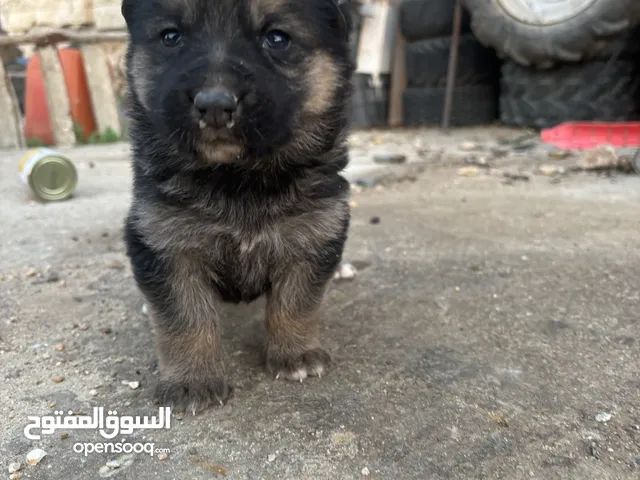 كلاب جيرمان شيبرد إناث للبيع العمر شهر