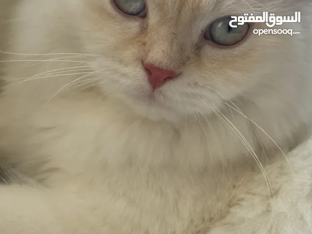 قطة هميلايا اورنج