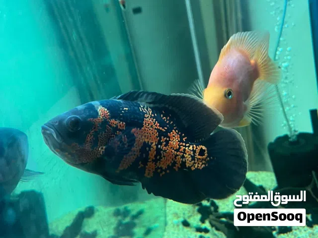 سيفروم اوسكار باروت للبيع