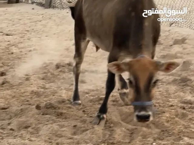 بقرة للبيع عمرها سنتين