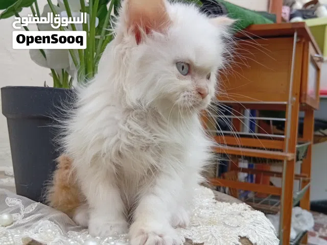 قطط صغيره 45يوم لعوبه جدا ومتعوده على الليتر بوكس وتاكل دراس وواست فود