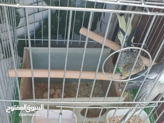طيور كوكتيل