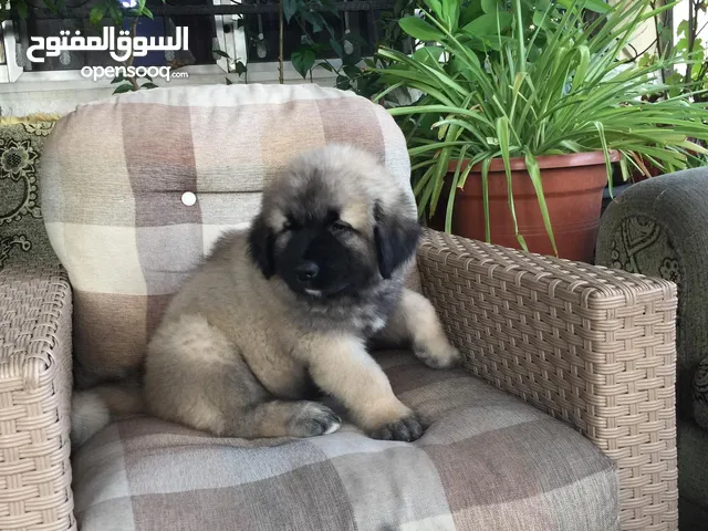 موقع #1 لبيع الكلاب في الأردن : كلب جيرمن شيبرد للبيع : هسكي : بيتبول : جرو