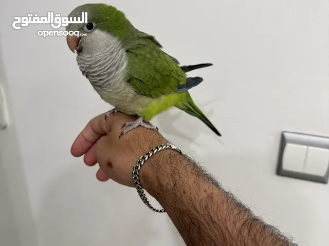 Quaker parrot كويكر