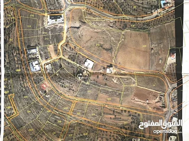 محمد ماجد الهندي