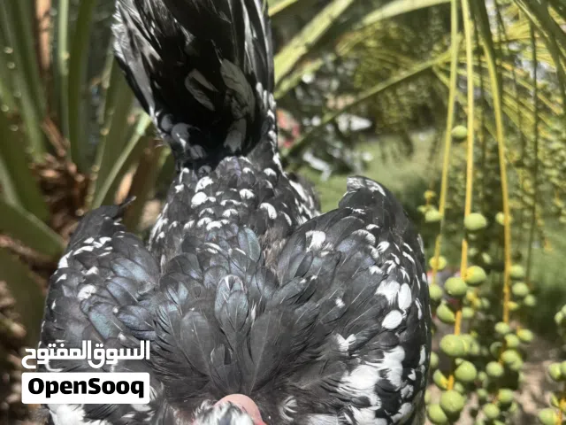 متاح دجاجه ورد الباكله