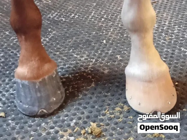 أحذية الحصان تقليم قص شعر الحصان