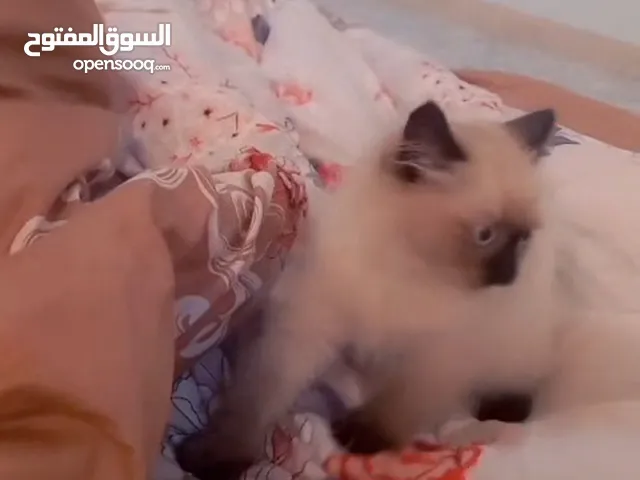 للبيع هملايا لعوبه