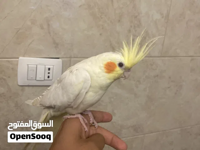 5طيور للبدل على جرو جولدن