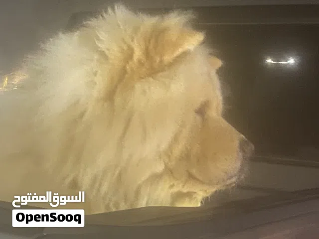 كلب تشاو تشاو للبيع ذكر