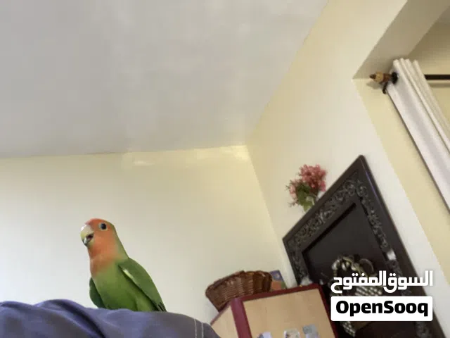 الفيه مدربه