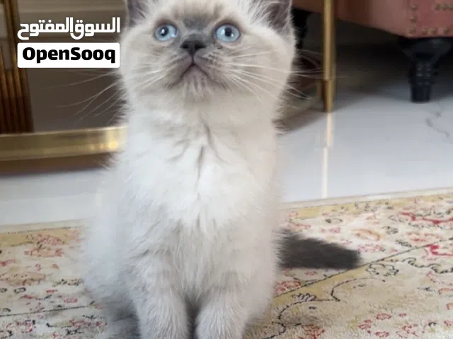 قطط سكوتش وهملايا للبيع