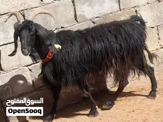 عقيقه ذبيحه نذر فدو عنز بلدي سن نظيف