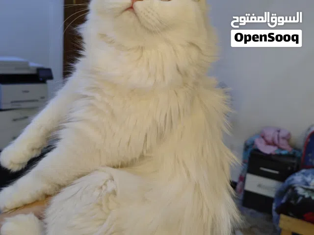قطط للبيع ( اقرى الوصف)
