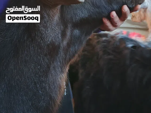 تيس وعنز وجدي شاميات نخب النخب