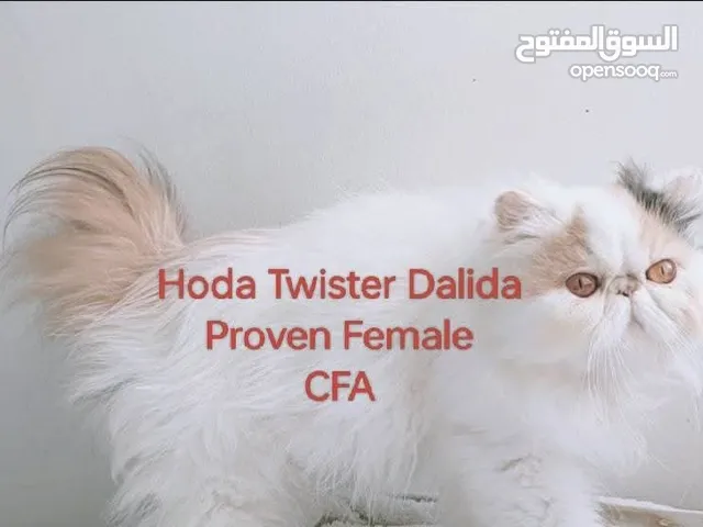 قطة انثى منتجة للبيع مسجلة cfa ترضع صغارها ويوجد فيديوهات تحضين والتواصل على وتساب
