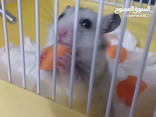 هامسترات..