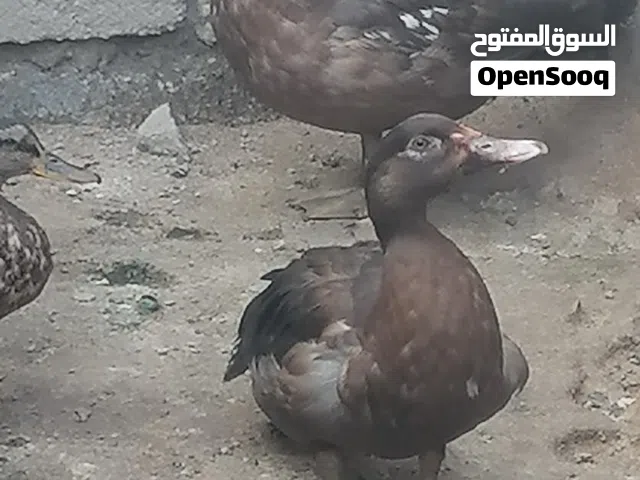 بط روسي احمر وخضيري بري