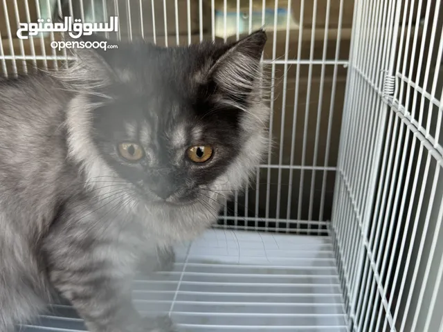 بيعه سريعه 35 دينار
