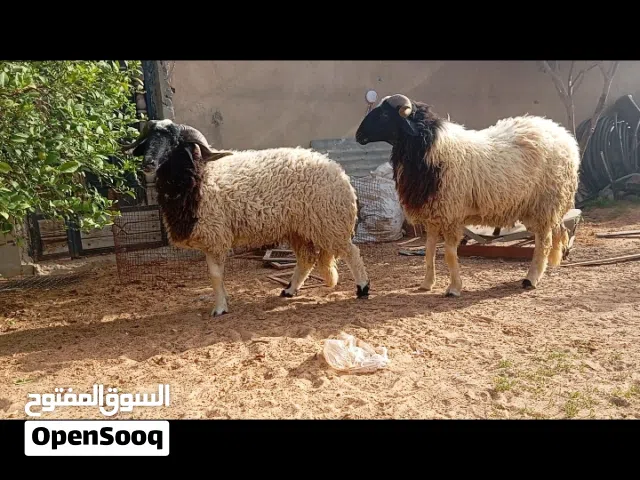 اثنين خرفان للبيع