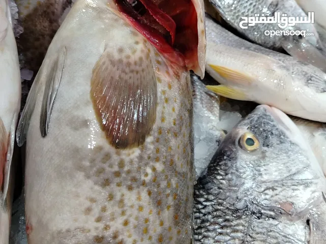 يوجد جميع انواع الاسماك الكويتى