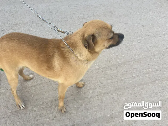 كاب للبيع شيواوا