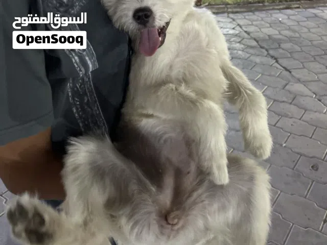 للبيع جلب حط سعرك وتعال شيله