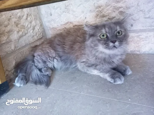 للبيع – قطط شيرازي متوفر قطط شيرازي أصيلة، صحية ونشيطة، بفراء طويل ناعم وعيون واسعة لامعة،
