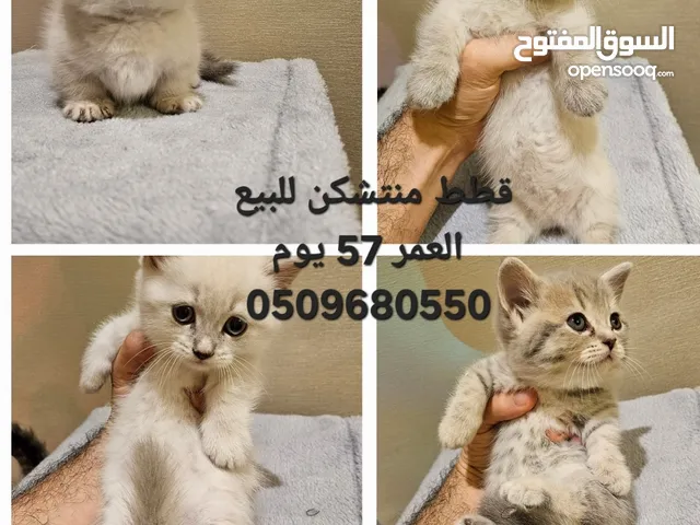 قطط شنبغن. عدد 2ذكور2اناث