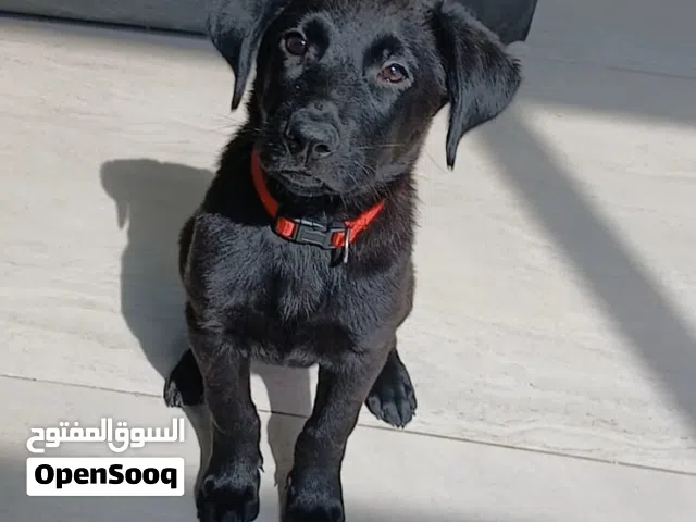 German shepherd puppy