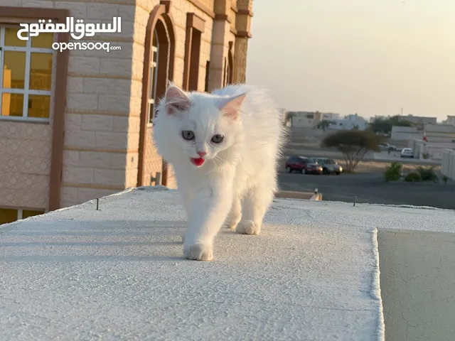 "قطة فارسية/أنجورا ساحرة عمرها 5 أشهر - فرو أبيض وعيون بنية فاتحة!" Charming 5-Month-Old Persian cat