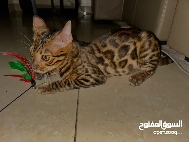 male bengal