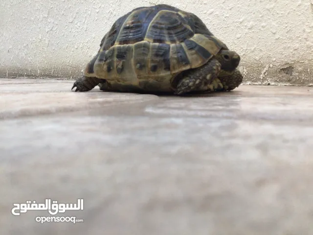 Turtles/سلحفاء للبيع