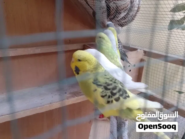 طيور حب انكليزي اقرأ الوصف