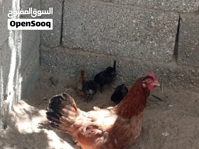دجاجه عربية مفلسه