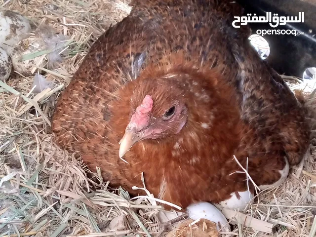 دجاجه جواها بيض بش مصري صارله 20 يوم