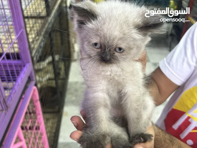 قطة هملايا