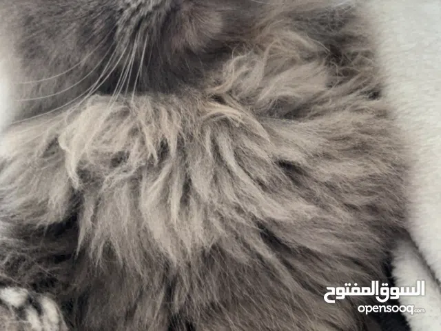 قطه شيرازيه عمرها سنه للبيع