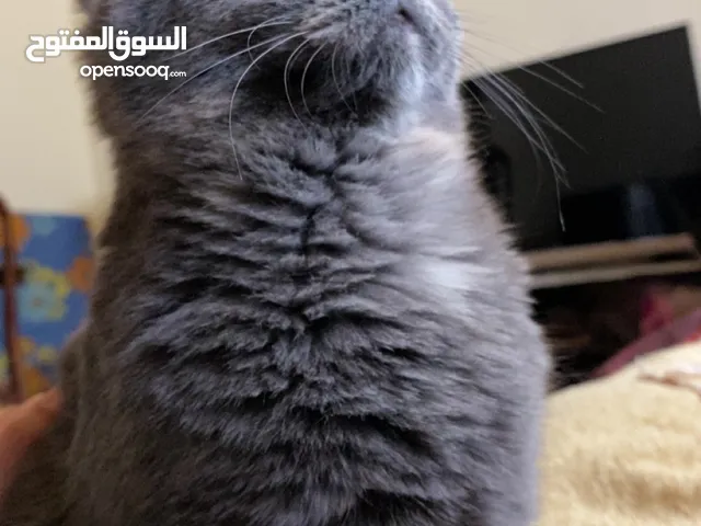 قطه سكوتش فولد مكس برتش للبيع. ًً