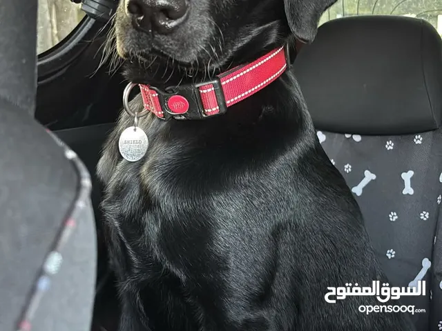 Labrador Retriever