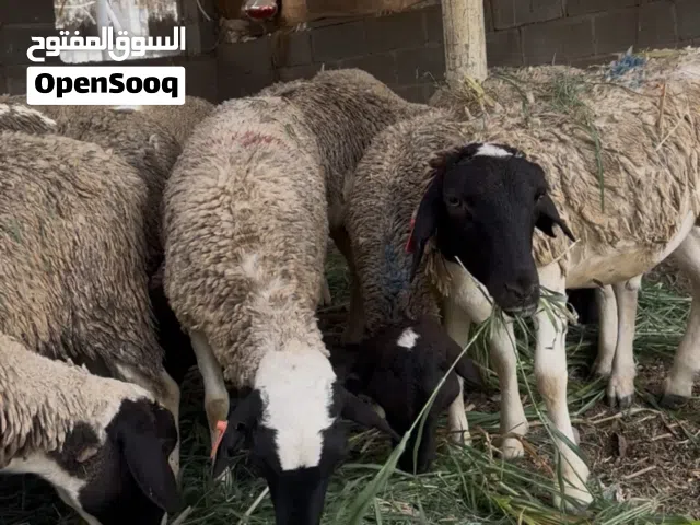 غنم دوربر افريقي احجام كبيره جداً فيهن عرض خاص