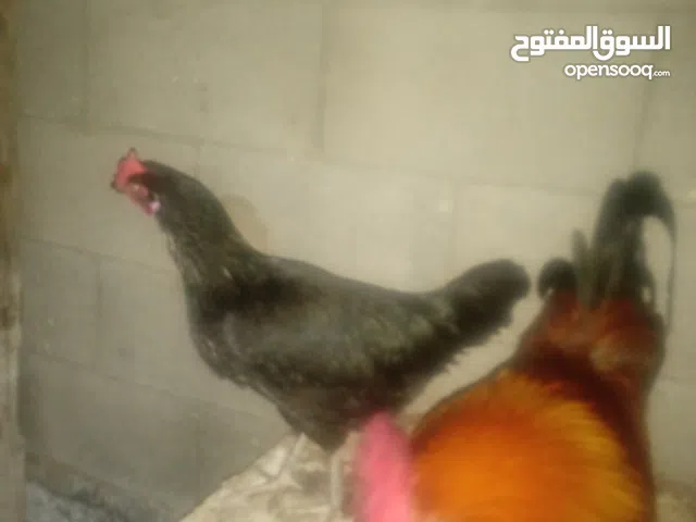 جاجه بلدي بياضه  وديك للبيع طولكرم