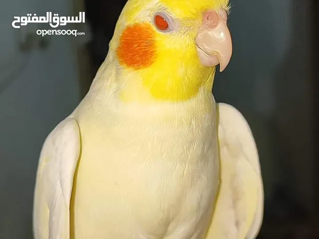 الصوره للفت الإنتباه موجود ثلاثة فراخ كوكتيل ازابيل للبيع فطم جديد موجودات في اربد منطقة ايدون .