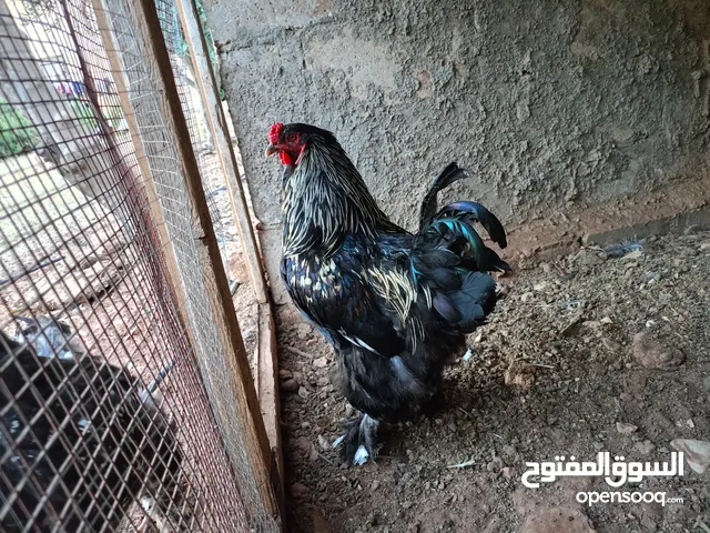 ديك براهمي جامبو وبيض براهما