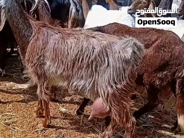 معيز تبارك الله