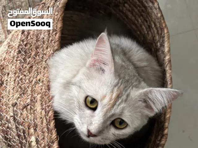 قطة شيرازيه