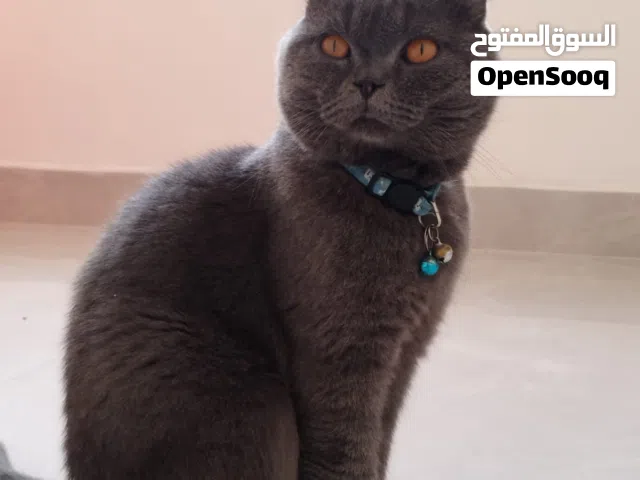 قط سكوتش فولد للتزاوج فقط