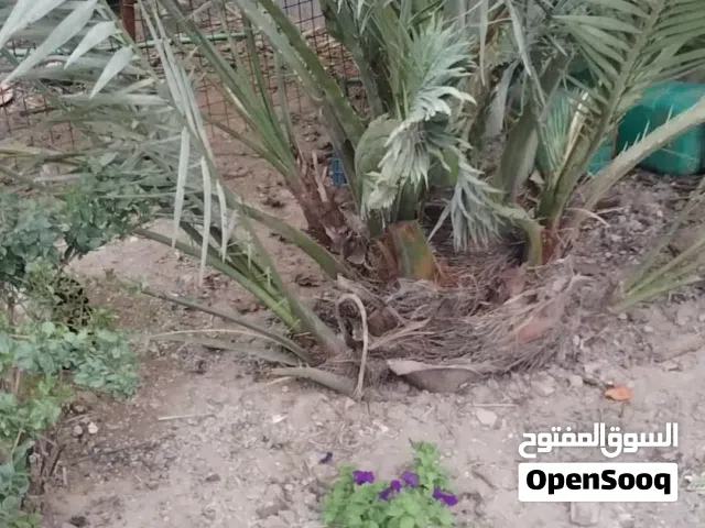 نخلة برحي عدد ثنين