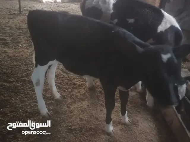 ابقار للببع بسعر مناسب